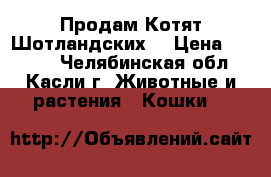 “Продам Котят Шотландских“ › Цена ­ 1 000 - Челябинская обл., Касли г. Животные и растения » Кошки   